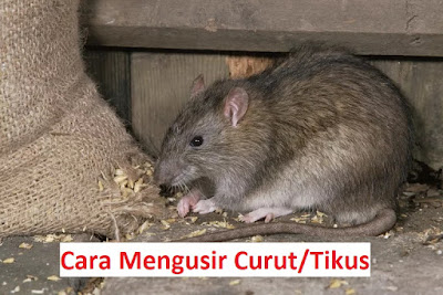 Cara Mengusir Curut Dengan Mudah