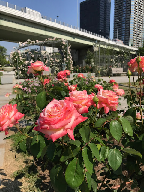 中之島公園, 大阪景點