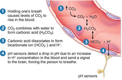 ... nostril breathing techniques the breath is held after full inhalation