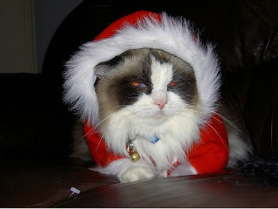 Santa Hat Seen On www.coolpicturegallery.us