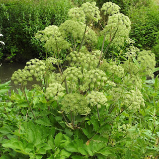 Grote engelwortel, Angelica archangelica, Angelica officinalis, grote engelwortel, engelkruid