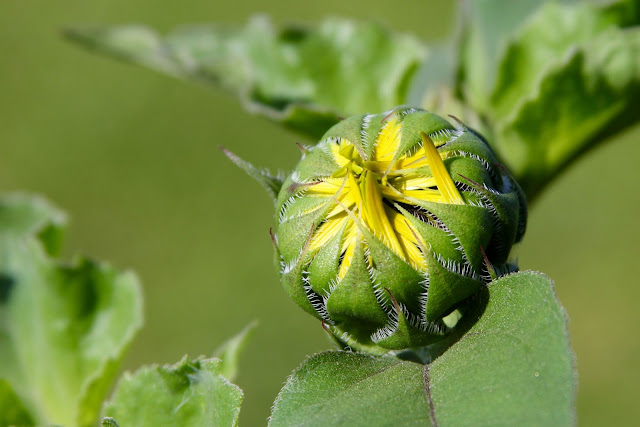 Sunflower Bud