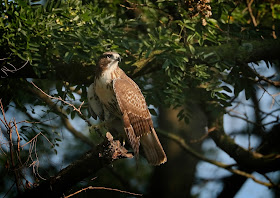 Tompkins Square red-tailed hawk fledgling