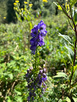 [Ranunculaceae] Aconitum napellus