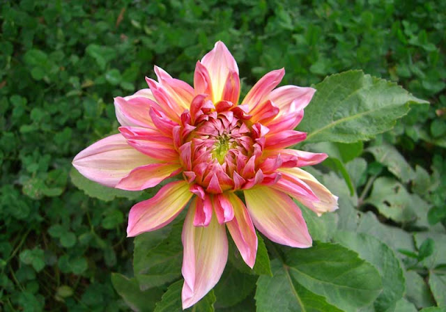 Dahlia Flowers Pictures