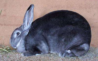 kelinci rex warna chinchilla