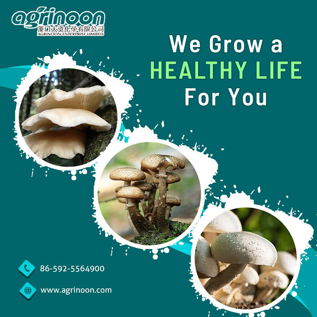 shiitake log supplier