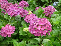 昨日の雨がアジサイの花を一段と綺麗さを増す