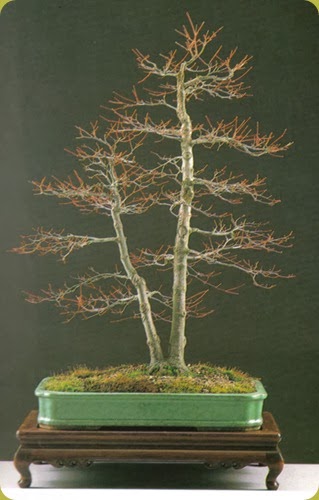 acero_palmato
