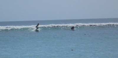 A couple surfing at Bingin Beach in Bali. They are handling the waves well, having a great time and clearly enjoying themselves.