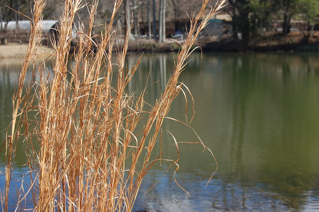 Dried grasses and pond in Southeastern Tennessee Winter.