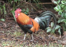  AYAM  HIAS PALING TERKENAL DI TANAH AIR