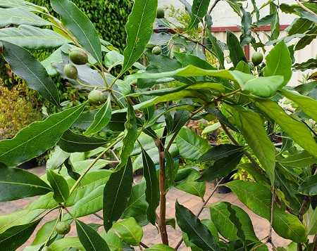 Longan Growing in a Pot