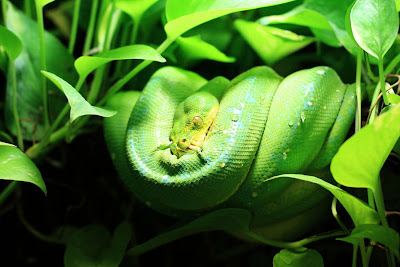 Green Python Photos
