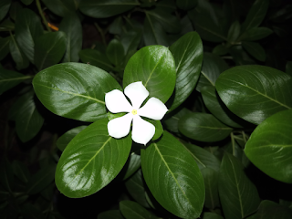 White Madagascar Periwinkle