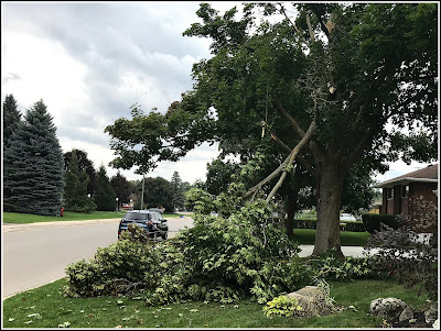 September 21, 2018 High winds bring down trees in Ontario