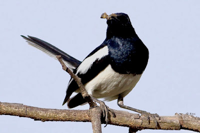 "Oriental Magpie-Robin - Copsychus saularis,perched on a thick branch with grub in its beak,as can be seen the male has black upperparts, head and throat apart from a white shoulder patch."