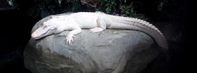 Albino Alligator at Georgia Aquarium