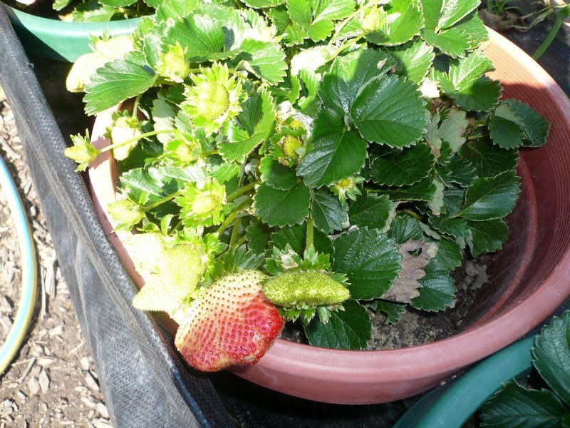 types of flowers that grow quickly Through winter we grow strawberries. they grow and ripen through  | 800 x 600