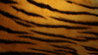 Art background for photoshop tiger skin 