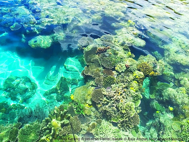 a snorkeling spot in Waigeo of Raja Ampat