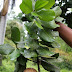 El mamey, árbol nativo ideal para reforestar las cuencas hidrográficas