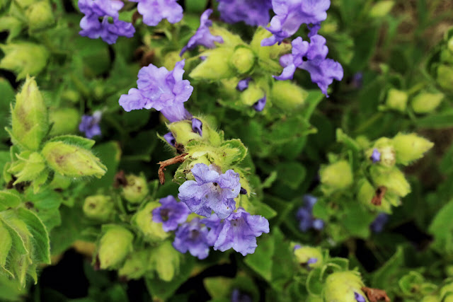 Topli Karvi Kaas Plateau Western Ghats Maharashtra Strobilanthes callosa