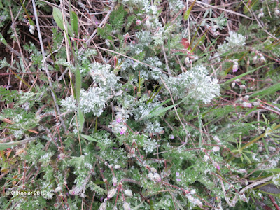 Erodium under snow