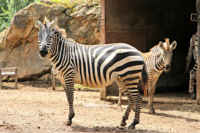 Parque de la Naturaleza de Cabárceno