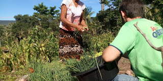 Projeto universitário usa esterco animal para produção de gás de cozinha