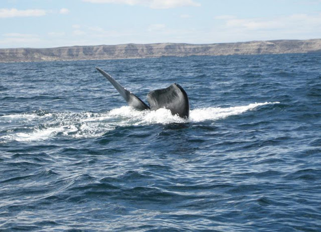 Avistamiento de ballenas (Peninsula Valdes) Argentina