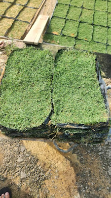 Philippine Grass (Zoysia matrella) – Rumput halus & berkualiti untuk laman rumah