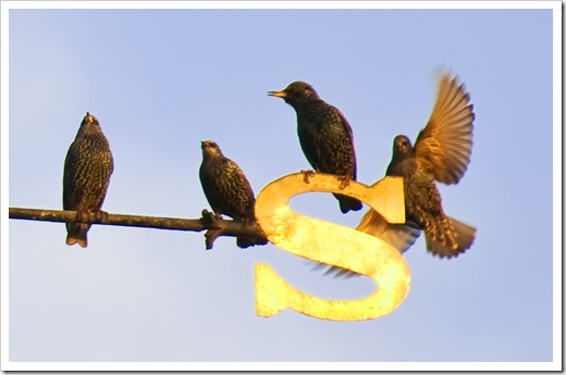 starling landing