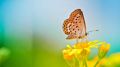 Yellow butterfly wallpaper