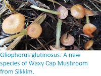 https://sciencythoughts.blogspot.com/2019/05/gliophorus-glutinosus-new-species-of.html