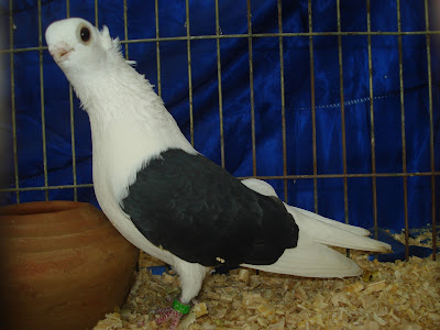 Polish Owl fancy pigeon