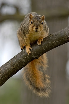 Squirrel © Cornelia Schaible