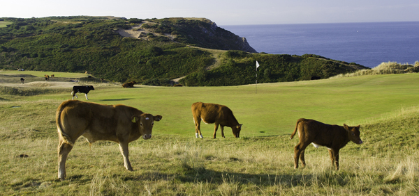 Noticias curiosas: Investigan si comer pelotas de golf hace daño a las vacas