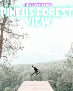 Foto Instagram Pineus Forest View Cirorek Cilawu Tasikmalaya Jawa Barat