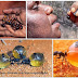 Honeypot Ants, the honey Pots for Aborigines of Australia