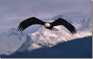 244917-eagle-wings_869