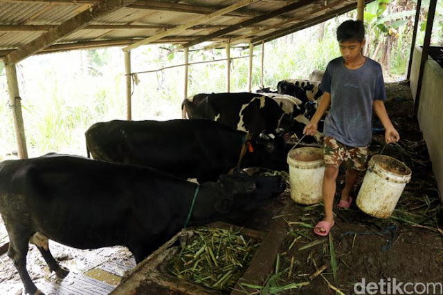 Kementan Minta Industri Susu Bantu Peternak Lokal Naik Kelas