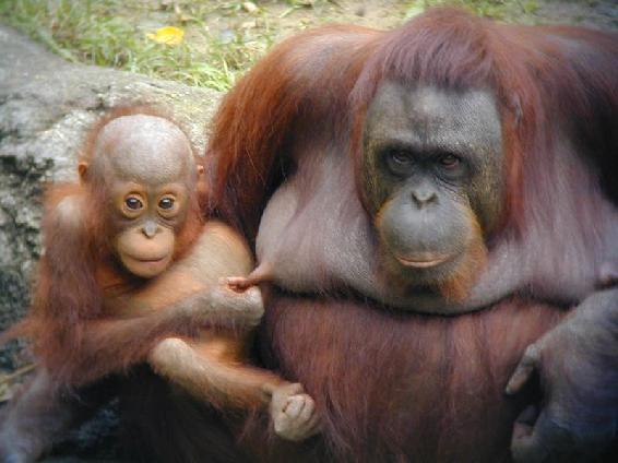 Monyet Kera-kera Imut, Lucu, Gokil Dari Belahan Dunia