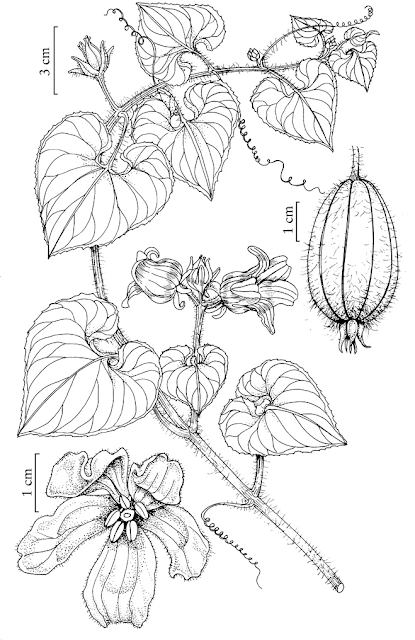 Тладианта сомнительная (Thladiantha dubia)