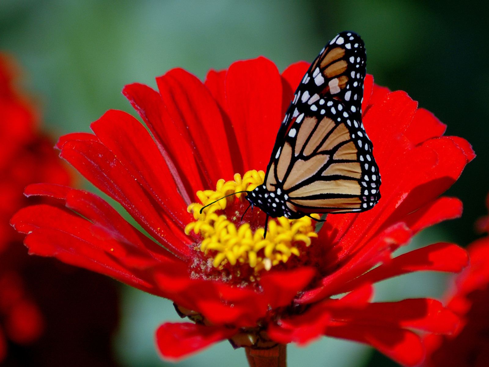 https://blogger.googleusercontent.com/img/b/R29vZ2xl/AVvXsEjCadQhVV7n5OchXucyzWujbXQuzxVVVAdaNWvU3lPNvcFWlcqf9cYsiDiELK9RJVjNoQLrwtAlPiYy4QnXujU9YquBaz5pbJ9__ErJd2xEhbTL5tj-4OdyGLfSSCLYWJK8M48nvj48bsY/s1600/Butterfly+on+a+Red+Flower.jpg