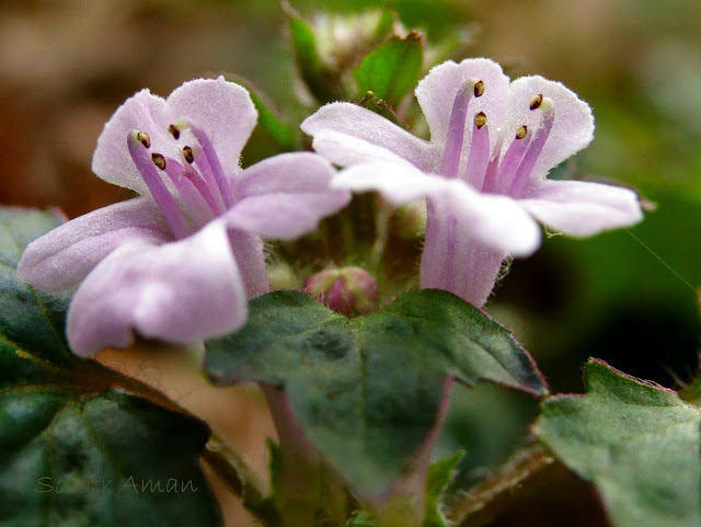 Ajuga japonica