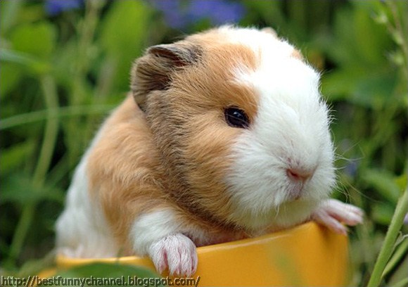 Small cute  guinea pig.   