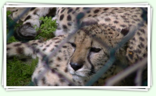 Guepard del Zoo de Barcelona