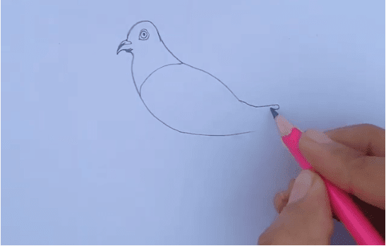 How to draw a Pigeon Step by Step in 2020