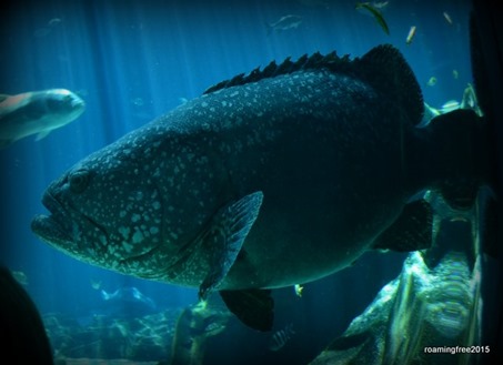 Goliath Grouper